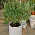 Lavender Lights Large (Leucophyllum) Buy Plants UAE - Image 3