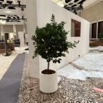 Lemon Tree XL Premium Indoor Plants UAE