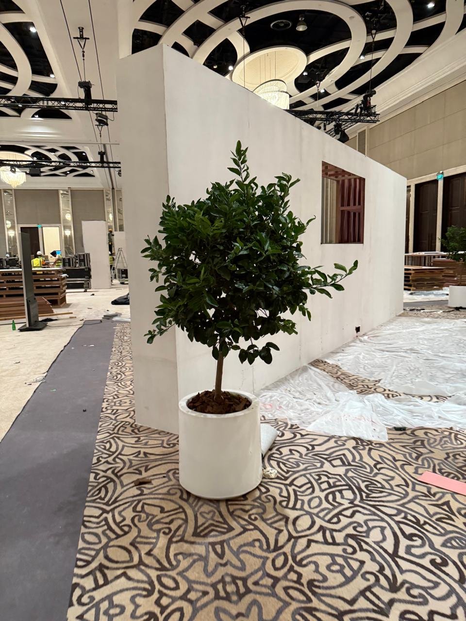 Lemon_Tree_XL_Premium_Indoor_Plants_UAE.jpg Lemon Tree XL Premium Indoor Plants UAE - Image 1