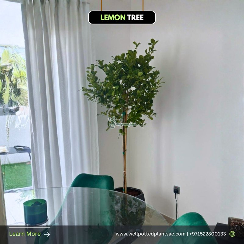 Lemon_Tree_in_Ceramic_Pot_Plants_UAE.jpg Lemon Tree in Ceramic Pot Plants UAE - Image 1