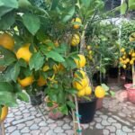 Lemon yellow in Nursery Pot Big Outdoor Plants UAE - Image 7