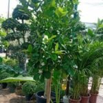 Lemon yellow in Nursery Pot Big Outdoor Plants UAE