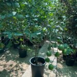 Lemon yellow in Nursery Pot Big Outdoor Plants UAE - Image 2