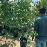 Lemon yellow in Nursery Pot Big Outdoor Plants UAE - Image 4