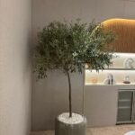 Olive Large in Ceramic Pot from Spain 2m Plants UAE