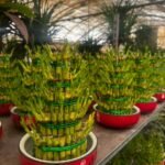 Lucky Bamboo Promo Plants UAE