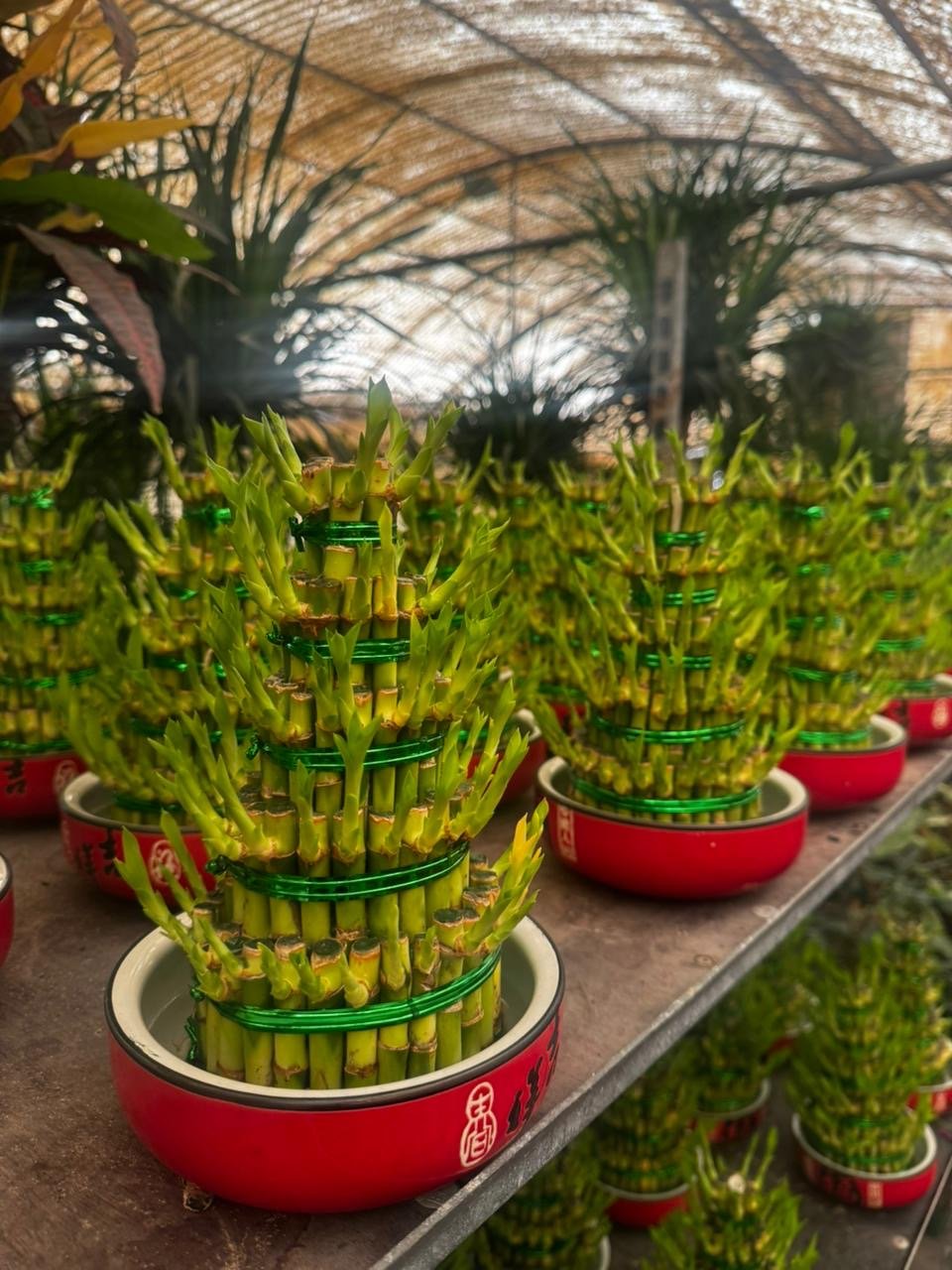 Lucky_Bamboo_Promo_Plants_UAE.jpg Lucky Bamboo Promo Plants UAE - Image 1