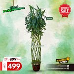 Bamboo 1.8m Bonsai  Plants UAE