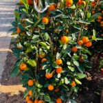 Mandarin Big Fruit Tree in Nursery Pot Plants UAE