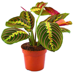 Maranta Leuconeura Fascinator Plant (Tricolor, Prayer Plant)