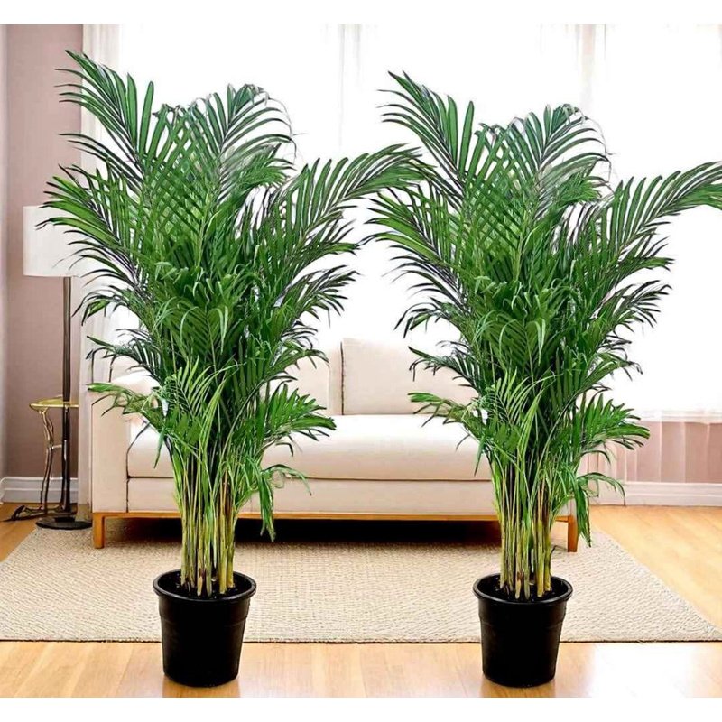 Mega Sale Areca Palm 140-160cm EACH in Plastic Pot Promo Plants UAE - Image 1