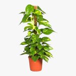 Scindapsus - Epipremnum Aureum - Money Plant