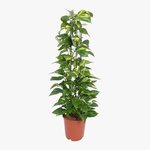 Scindapsus - Epipremnum Aureum - Money Plant - Image 2