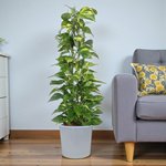 Scindapsus - Epipremnum Aureum - Money Plant - Image 5