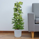 Scindapsus - Epipremnum Aureum - Money Plant - Image 7