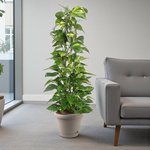 Scindapsus - Epipremnum Aureum - Money Plant - Image 3