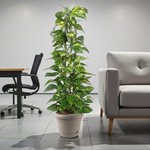Scindapsus - Epipremnum Aureum - Money Plant - Image 4