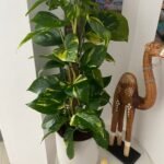 Money Plant Golden Pothos Plants UAE