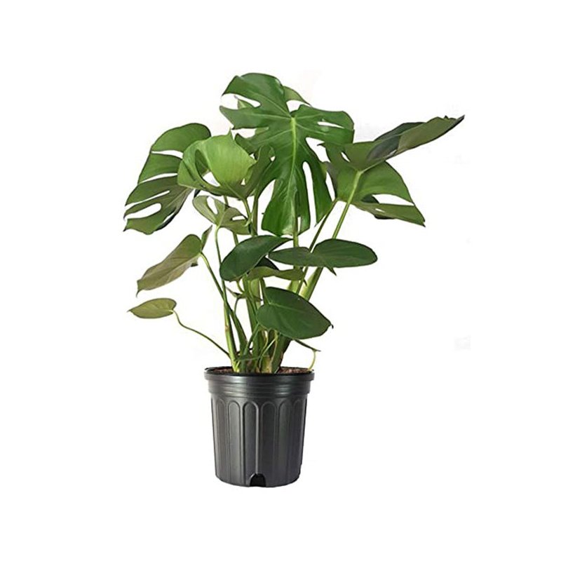 Monstera-Deliciosa-Split-Leaf-Philodendron-1.jpg Monstera Deliciosa Plant (Swiss cheese plant) - Image 1