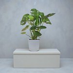 Monstera Deliciosa Plant (Swiss cheese plant) - Image 9
