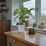 Monstera Deliciosa Plant (Swiss cheese plant) - Image 7