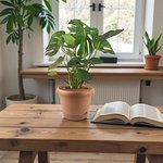 Monstera Deliciosa Plant (Swiss cheese plant) - Image 8