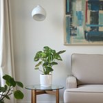Monstera Deliciosa Plant (Swiss cheese plant) - Image 19