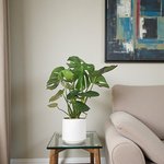 Monstera Deliciosa Plant (Swiss cheese plant) - Image 20