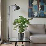 Monstera Deliciosa Plant (Swiss cheese plant) - Image 18