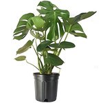 Monstera Deliciosa Plant (Swiss cheese plant) - Image 2