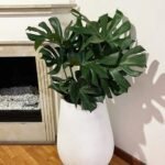 Monstera Premium Quality in Fiber Plants UAE