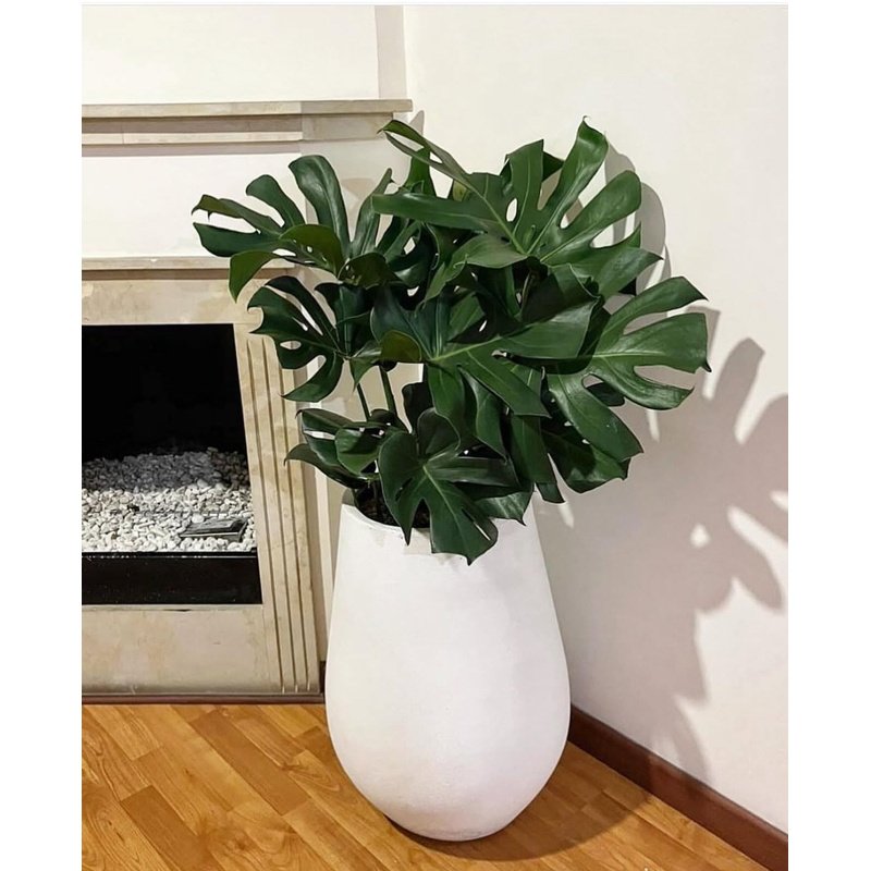Monstera_Premium_Quality_in_Fiber_Plants_UAE.jpg Monstera Premium Quality in Fiber Plants UAE - Image 1