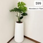 Monstera Premium in Fiber Pot Plants UAE