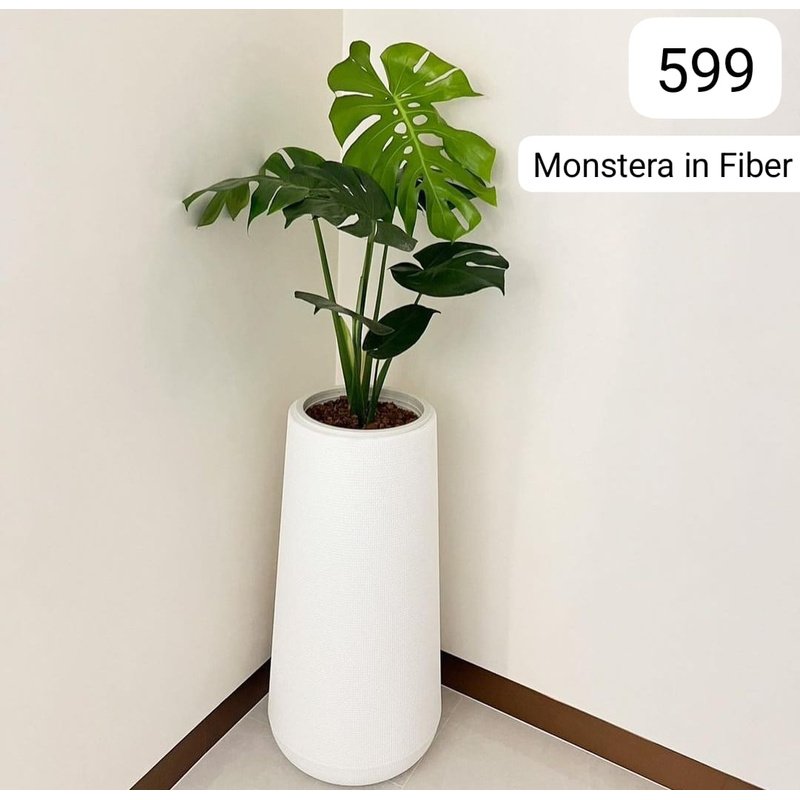 Monstera_Premium_in_Fiber_Pot_Plants_UAE.jpg Monstera Premium in Fiber Pot Plants UAE - Image 1
