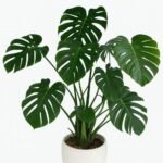 Monstera XLarge Big Leaves Plants UAE
