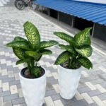 Morning Dew Each Indoor Plants UAE