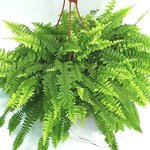 Nephrolepis Fern – Boston Fern - Image 2