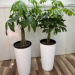 Office Pachira Scheflera Premium Bundle 2pc Plants UAE