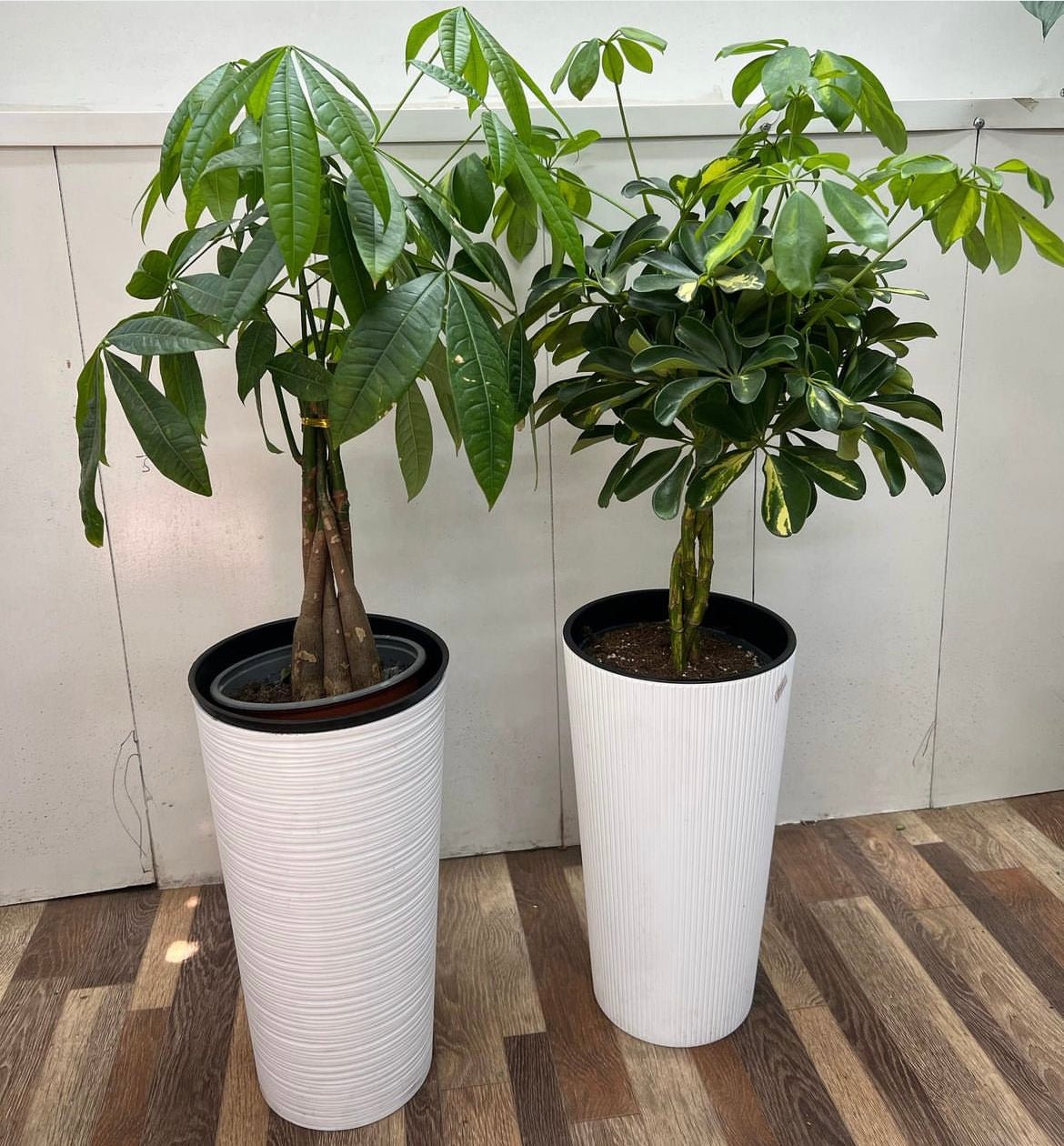 Office_Pachira_Scheflera_Premium_Bundle_2pc_Plants_UAE.jpg Office Pachira Scheflera Premium Bundle 2pc Plants UAE - Image 1