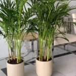 Office Plant Areca palm ( 130cm ) Bundle Plants UAE