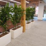 Office Plant Dracaena in Fiber Pot Plants UAE - Image 2