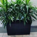 Office Plant Dracaena in Fiber Pot Plants UAE