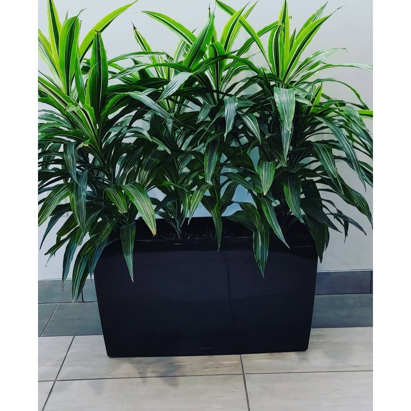 Office_Plant_Dracaena_in_Fiber_Pot_Plants_UAE.jpg Office Plant Dracaena in Fiber Pot Plants UAE - Image 1