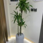 Office Plant Dracaena in White Long Glossy Pot Indoor Plants UAE