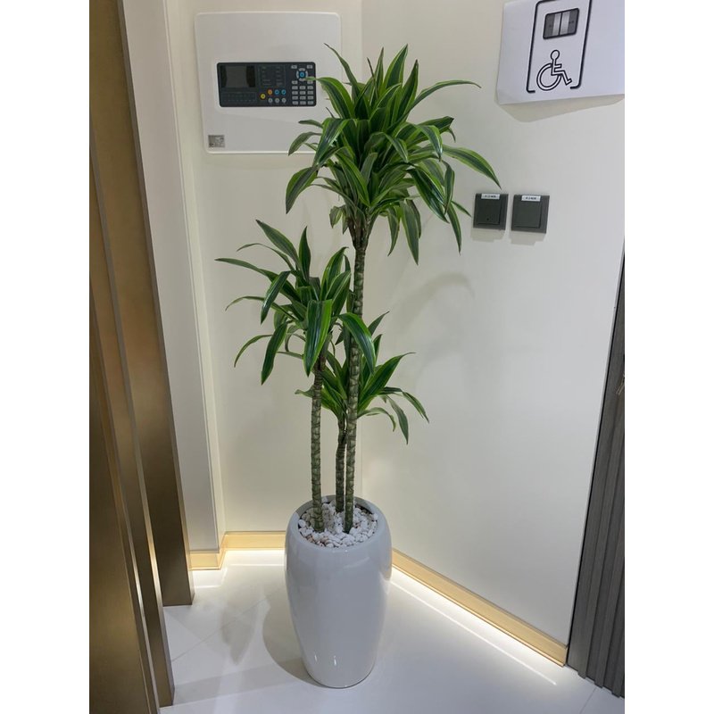 Office_Plant_Dracaena_in_White_Long_Glossy_Pot.jpg Office Plant Dracaena in White Long Glossy Pot Indoor Plants UAE - Image 1