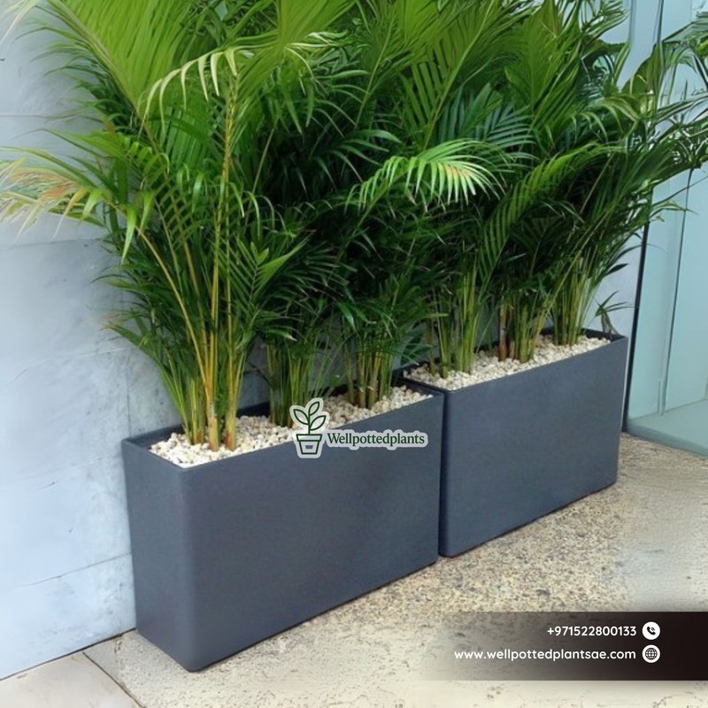 Office_Plants_Areca_Palm_in_Fiber_Pot_Grey_Plants_UAE.jpg Office Plants Areca Palm in Fiber Pot Grey Plants UAE - Image 1