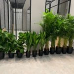 Office Plants Bundle 11 Pc Plants UAE