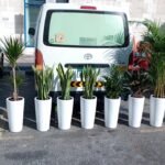 Office Plants Bundle 9pc Medium Sized Cheap Plants UAE - Image 2