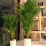 Office Plants Bundle Areca Palm Plants UAE