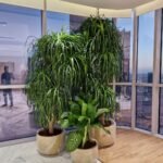 Office Bundle Premium Indoor Plants UAE